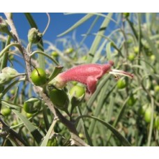 Weeping Emu Bush Eremophila longifolia 1 Plants Emu Bush Pink/Red Flowering